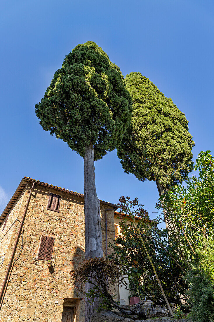 Zypressen von unten in Monticchiello, Pienza, Provinz Siena, Toskana, Italien