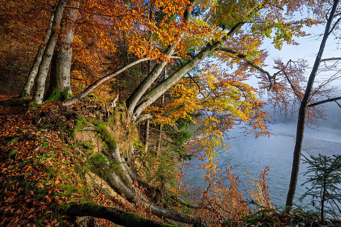 Autumn morning in the Isar valley south of Munich, Bavaria, Germany