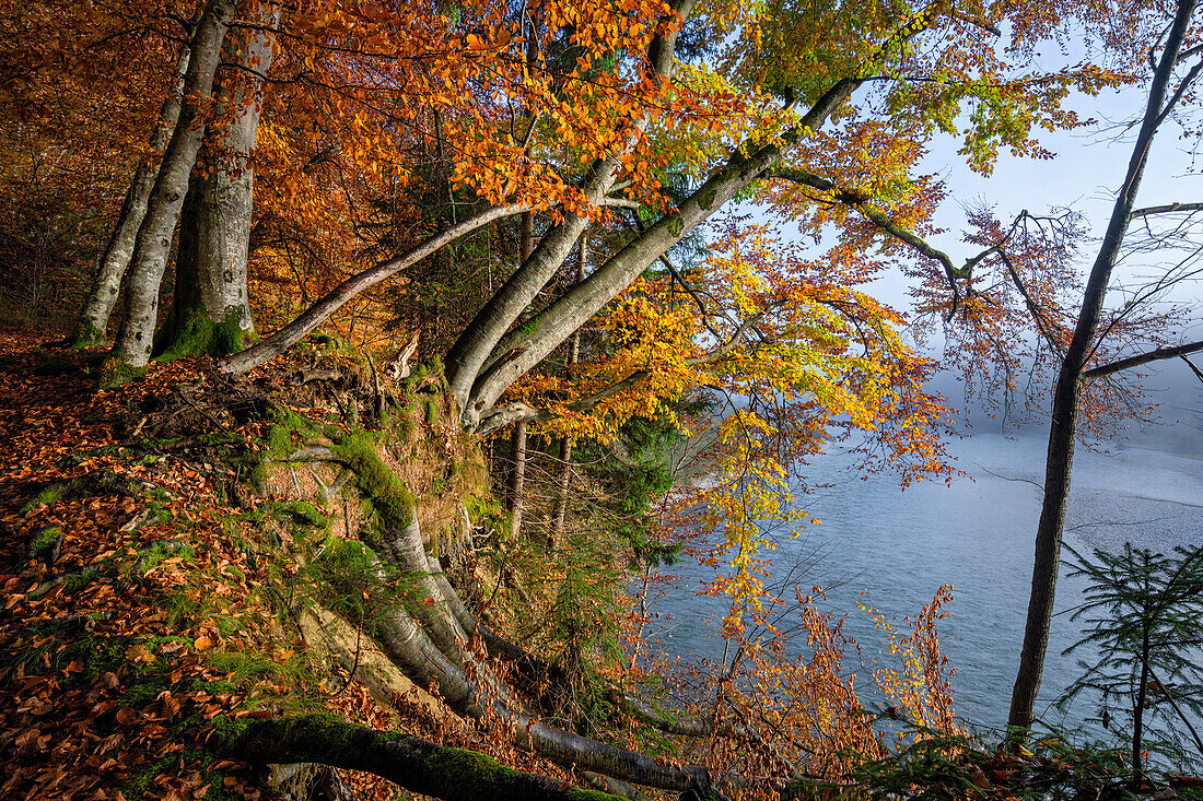 Wald an der Isar, Herbst im Isartal südlich von München, Bayern, Deutschland