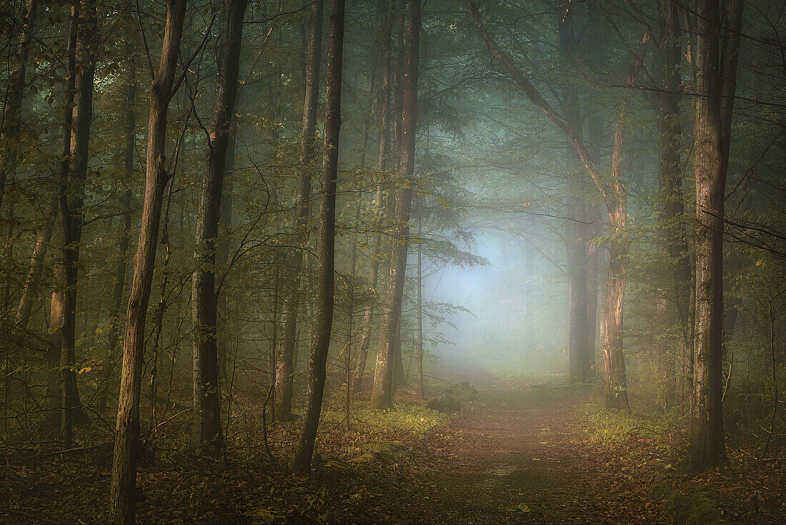Weg im Buchenwald, Wald im Herbst bei Nebel, Bayern, Deutschland