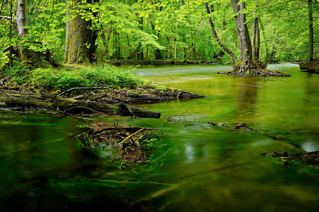 Im Frühling an der Würm, Leutstetten, Deutschland