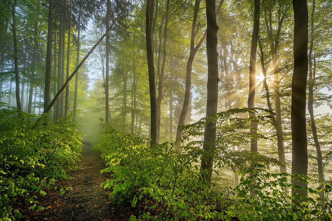 Morgenstimmung, Weg im Wald, Buchenwald, Bayern, Deutschland