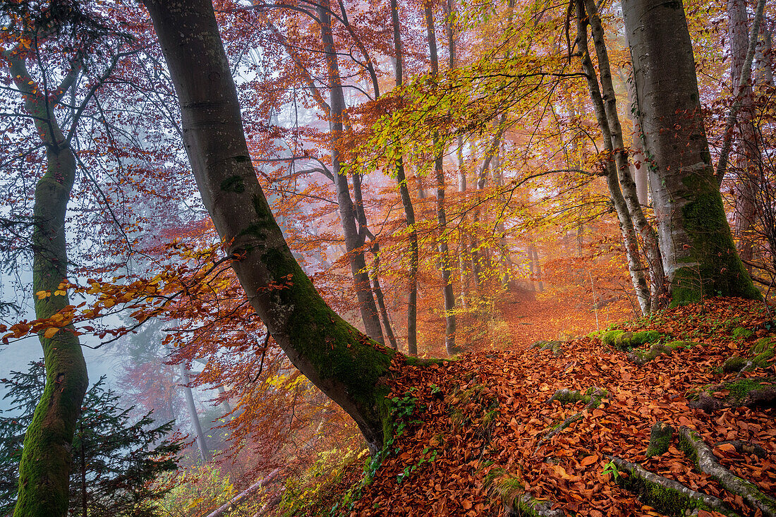 Autumn morning in the Isar valley south of Munich, Bavaria, Germany