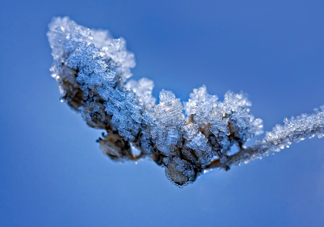 Detail, Zweig und Eiskristalle im Winter bei Kälte