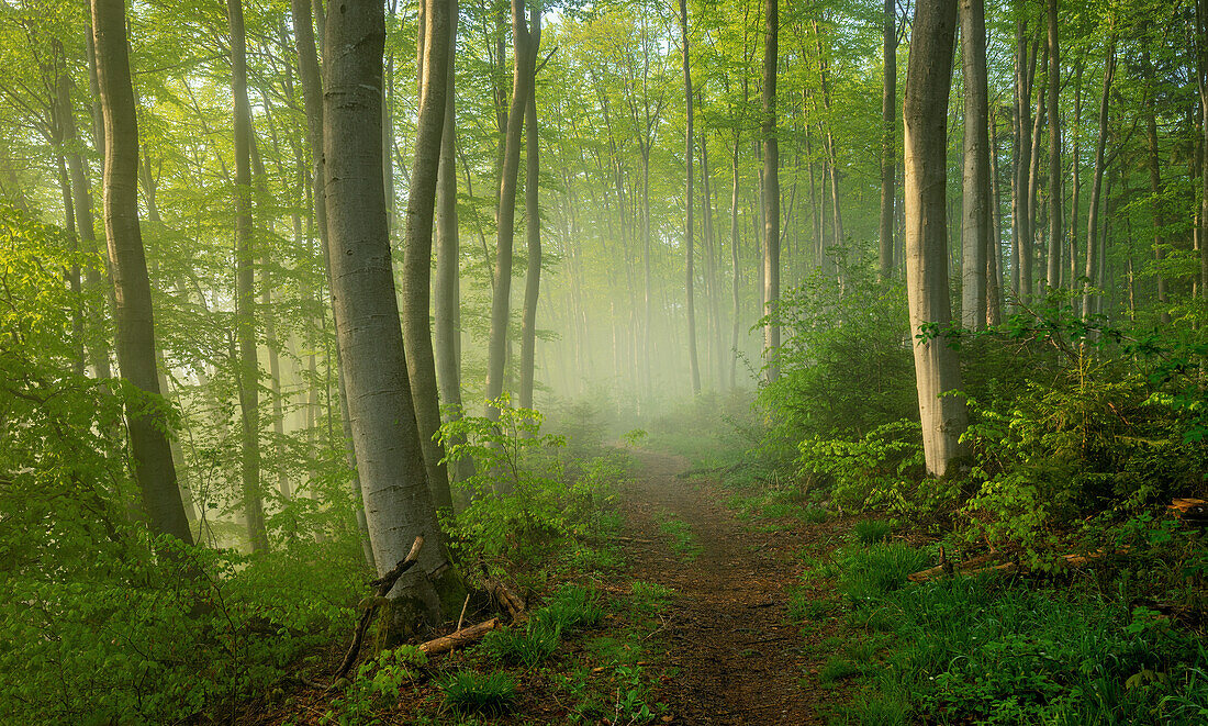 Morning in the beech forest