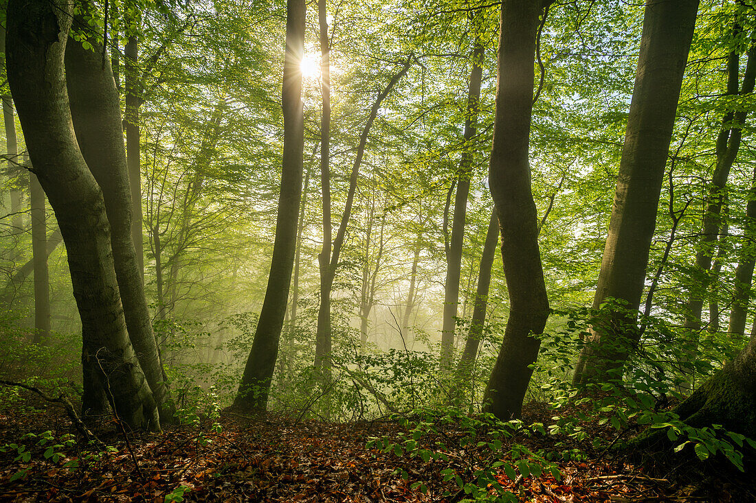 Sonne scheint durch Wald, Morgens im Buchenwald