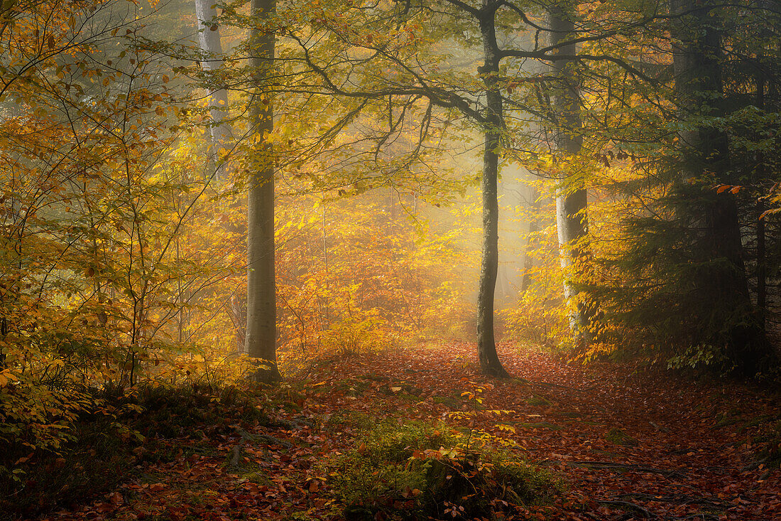Nebliger Herbstmorgen im einem Buchenwald, Wald südlich von München, Bayern, Deutschland, Europa