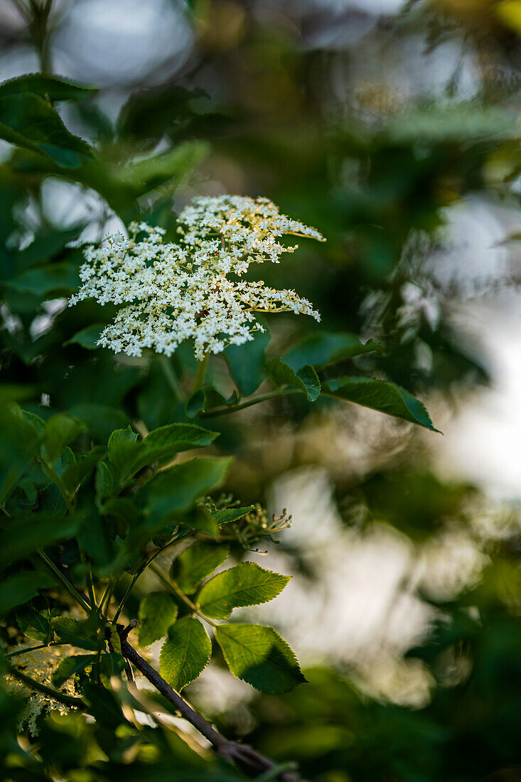 Hollunderblüten im Abendlicht, Bayern, Deutschland