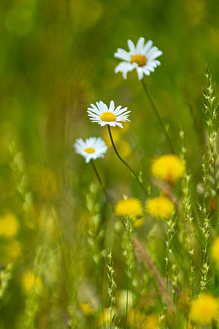 Daisies in a summer meadow, Bavaria, Germany