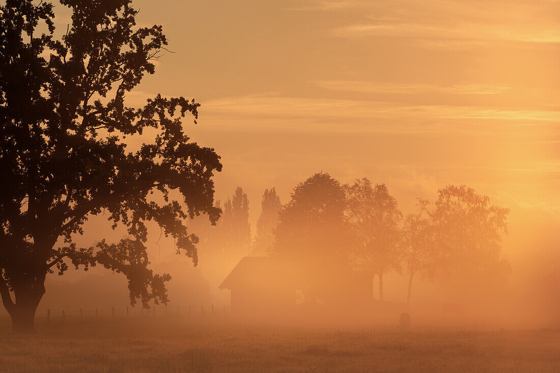 Morgennebel im Herbst bei Unterhausen, Weilheim, Oberbayern, Bayern, Deutschland