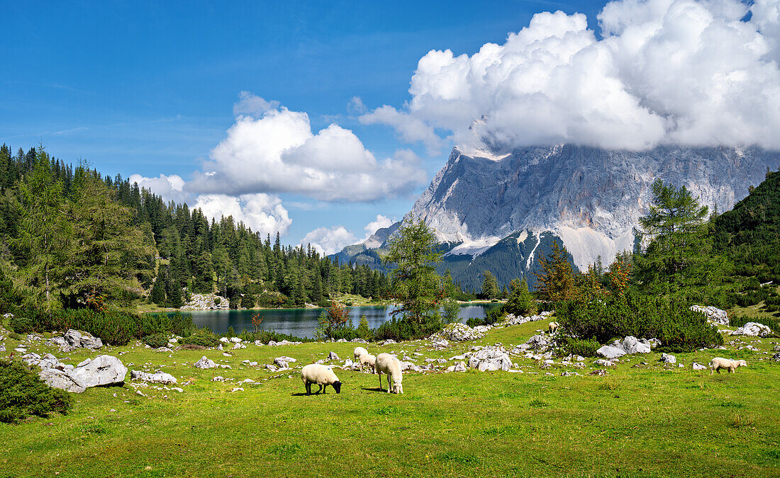 Blick auf den Seebensee mit dem Wettersteingebirge im Hintergrund, Ehrwald, Tirol, Österreich