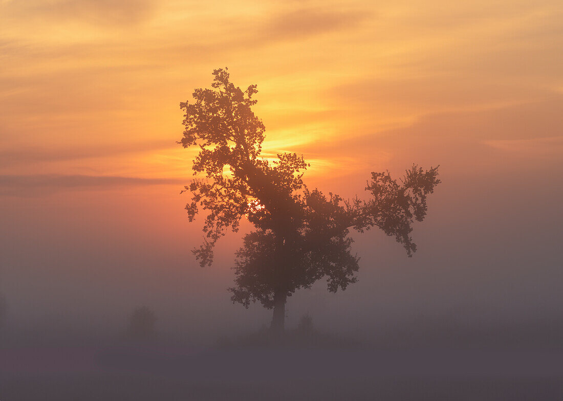 Silhouette von einem Baum am Morgen bei Obersöchering im Herbst, Bayern, Deutschland