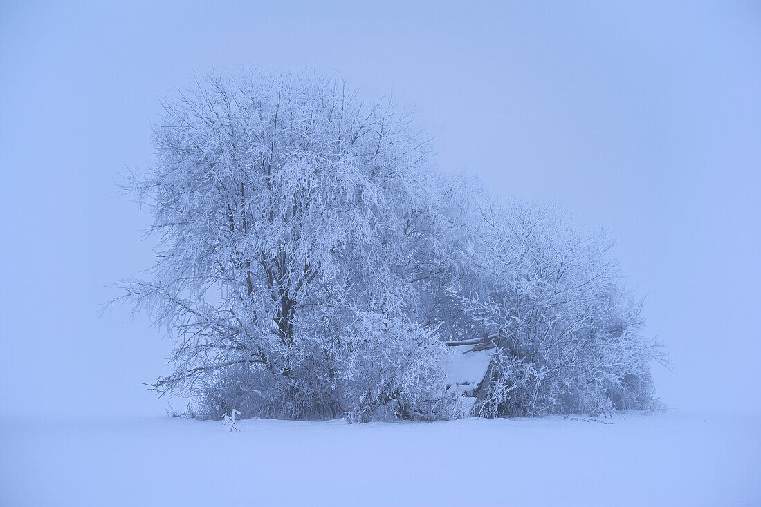 Kleine Baumgruppe an einem Wintermorgen im Kochelmoos, Kochel am See, Bayern, Deutschland, Europa