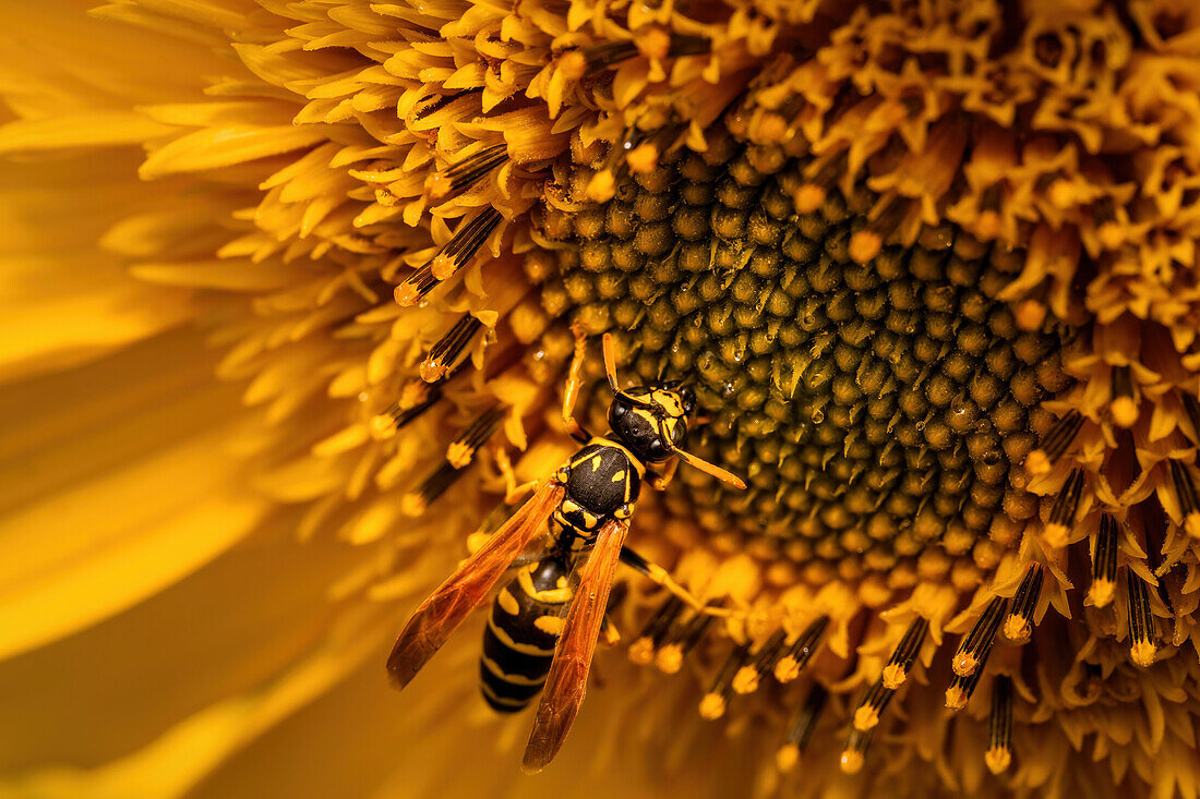 Hornisse an einer Sonnenblume, Bayern, Deutschland