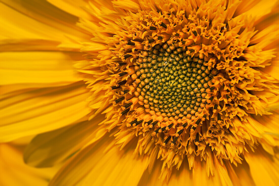 Nahaufnahme einer Sonnenblume, Bayern, Deutschland