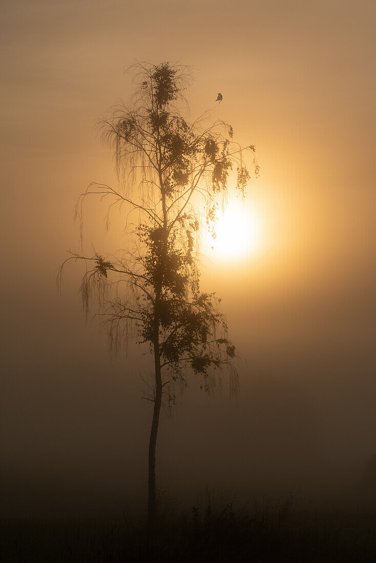  Foggy morning near Sindelsdorf, Bavaria, Germany 