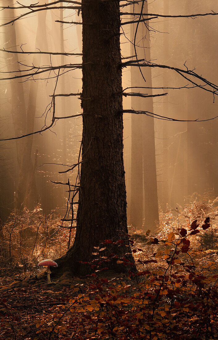 Wald, Morgenlicht im Herbstwald, Bayern, Deutschland