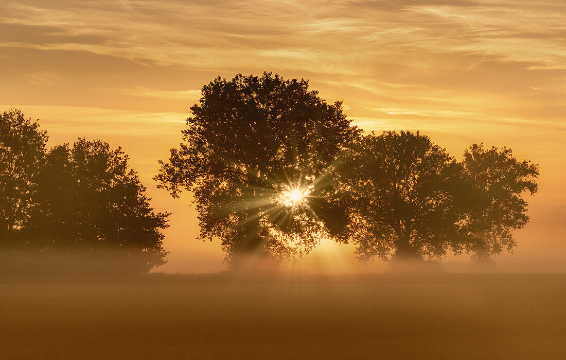 Morgennebel bei Obersöchering im Herbst, Bayern, Deutschland