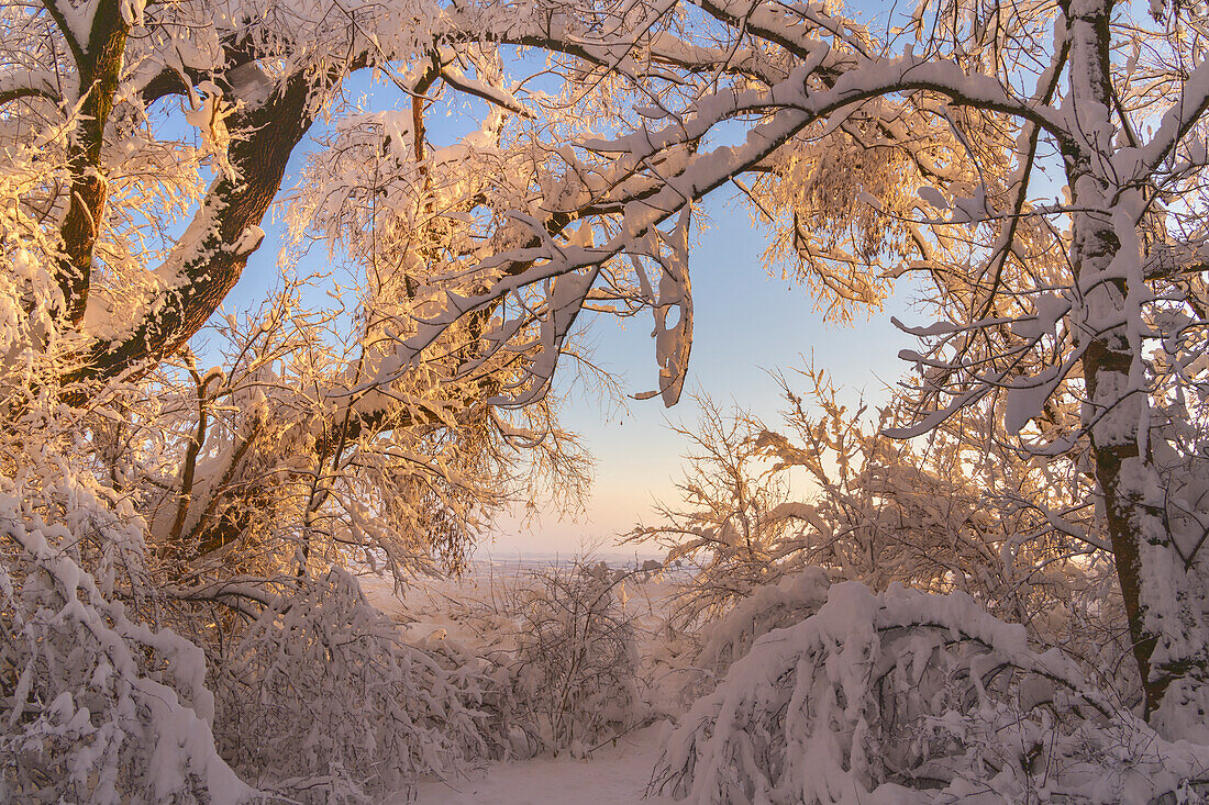 Winter im Weilheimer Moos, Weilheim, Bayern, Deutschland, Europa