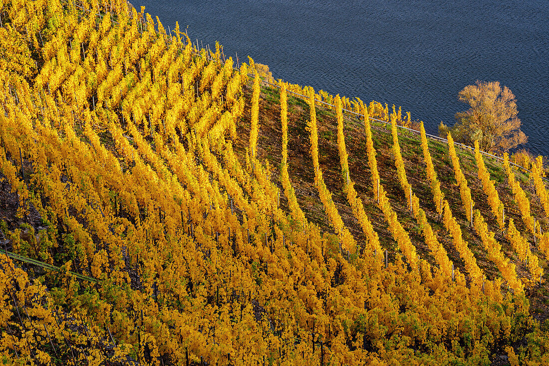Blick über herbstlich Weinfelder auf die Mosel, Winningen, Moseltal, Rheinland-Pfalz, Deutschland, Europa