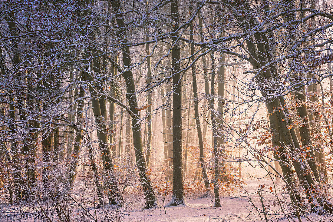 Neuschnee an einem sonnigen Wintermorgen im Wald, Rotbuchenwald, Bayern, Deutschland