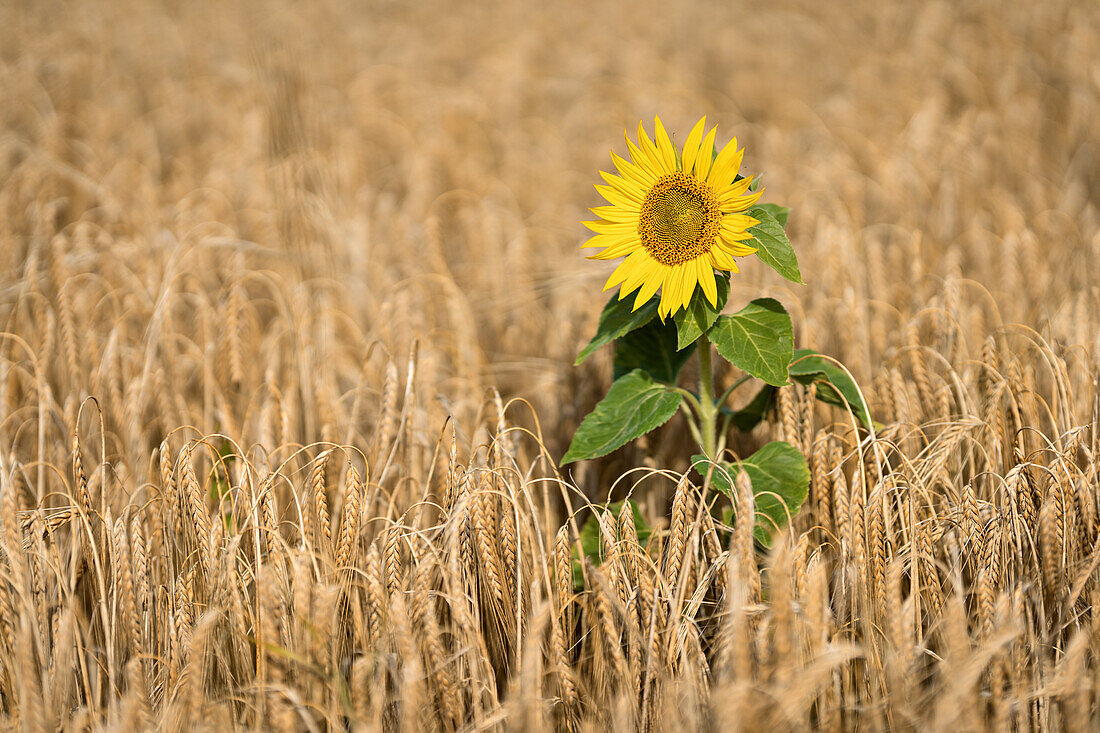 Sonnenblume in einem Getreidefeld, Bayern, Deutschland