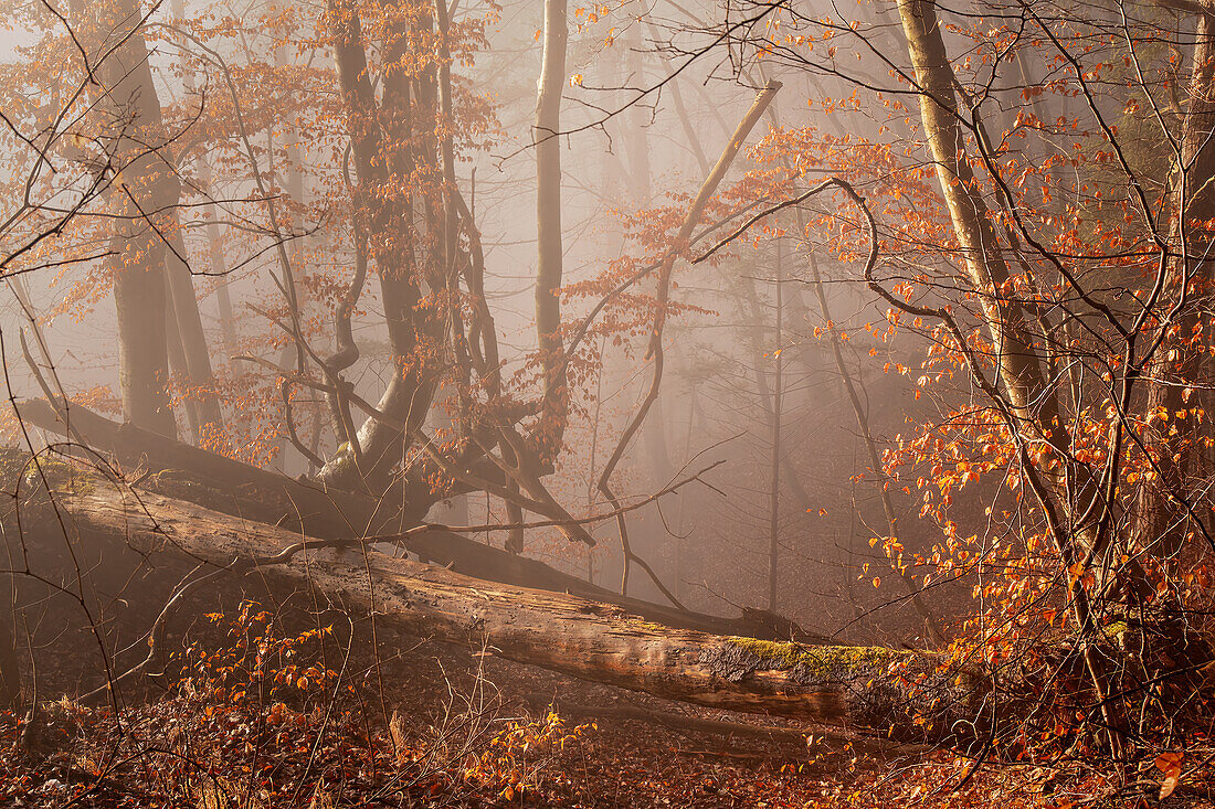Forest path, autumn in the forest with fog, a beech forest south of Munich, Bavaria, Germany, Europe