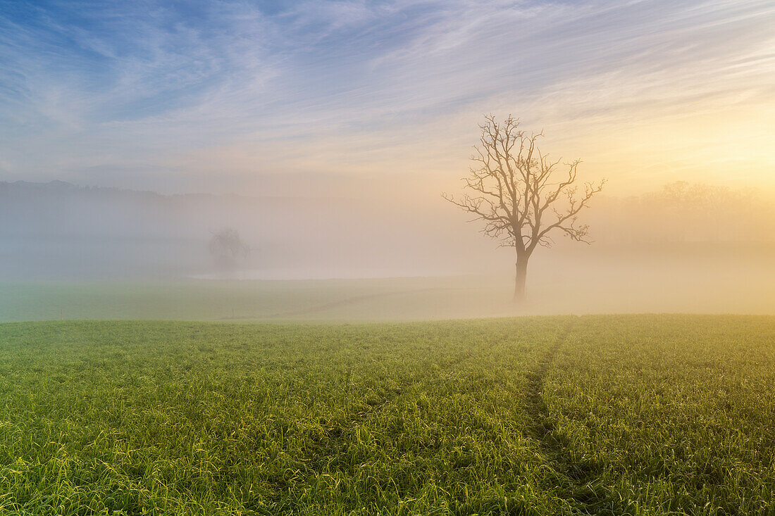  Foggy morning near Habach, Bavaria, Germany 