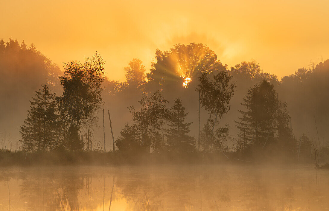  Morning mist in Weilheimer Moos, Weilheim, Upper Bavaria, Bavaria, Germany 