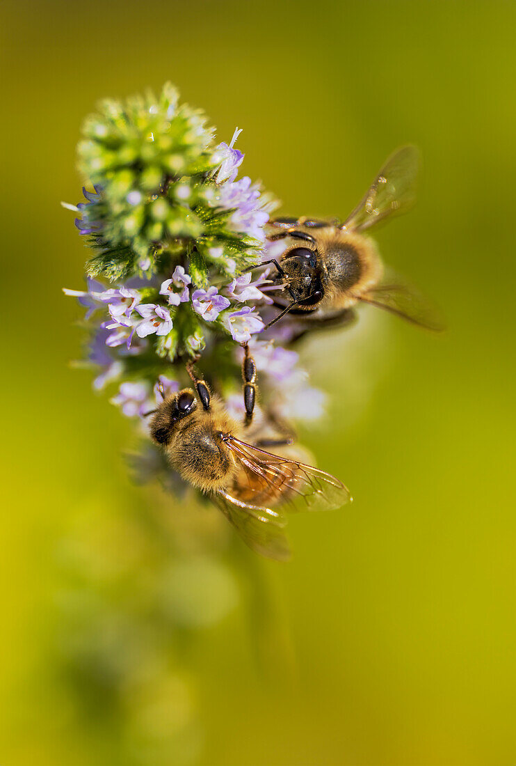 Fleißige Bienen im Bauerngarten, Bayern, Deutschland