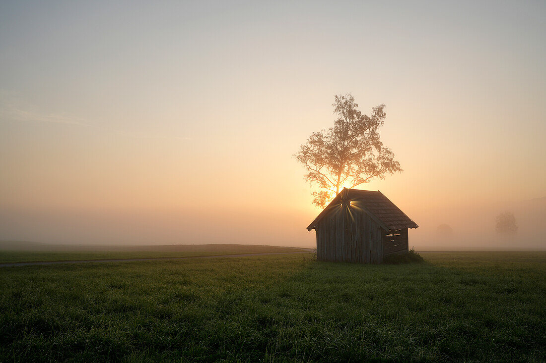 Hütte mit Baum, Sonnenaufgang im Kochelmoos, Kochel am See, Bayern, Deutschland, Europa