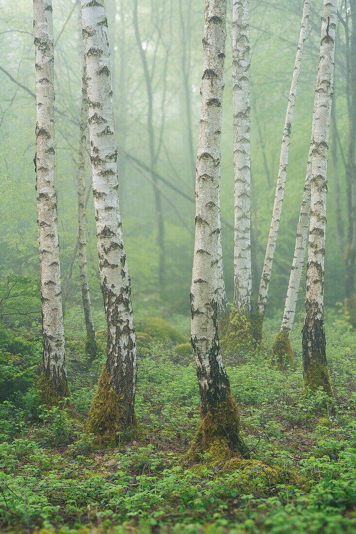  Birch trees in the morning mist, Bavaria, Germany, Europe 