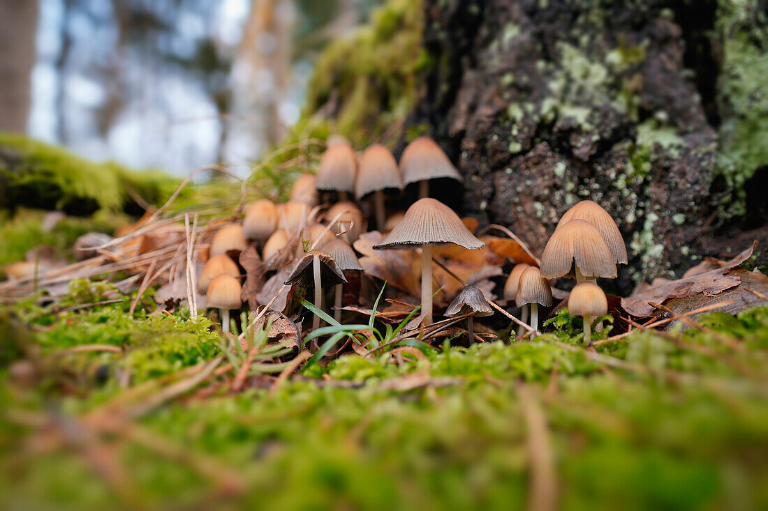 Pilze, Kleine Pilzkolonie im Herbstwald