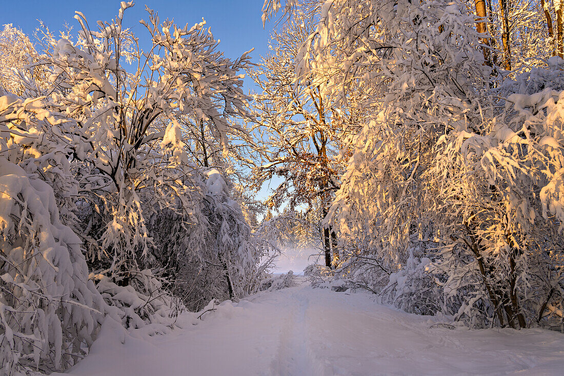 Weg, Wanderweg, Winter im Weilheimer Moos, Weilheim, Bayern, Deutschland, Europa