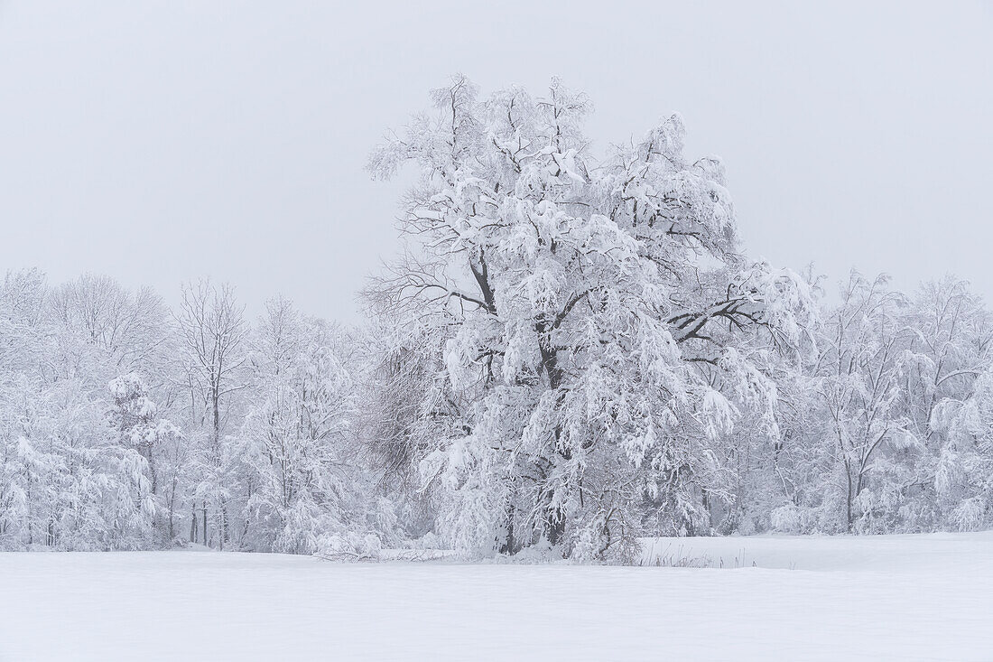   Winter in the Weilheimer Moos, Weilheim, Bavaria, Germany, Europe 