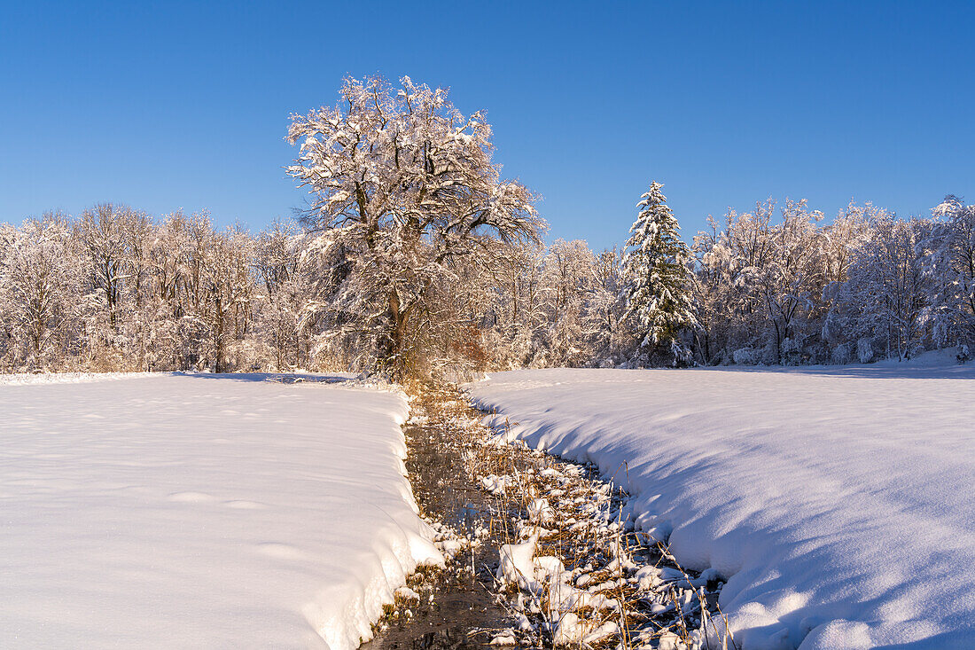 Winter im Weilheimer Moos, Weilheim, Bayern, Deutschland, Europa