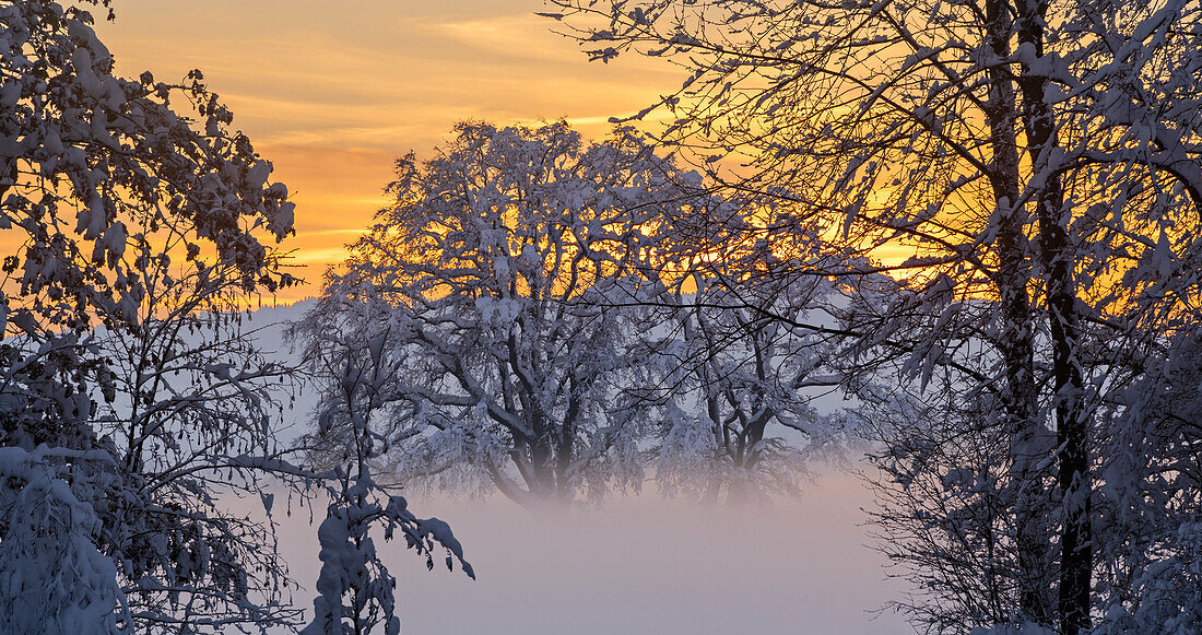   Winter in the Weilheimer Moos, Weilheim, Bavaria, Germany, Europe 