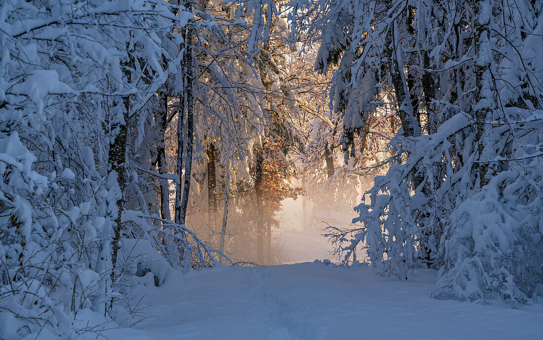 Winter im Weilheimer Moos, Weilheim, Bayern, Deutschland, Europa