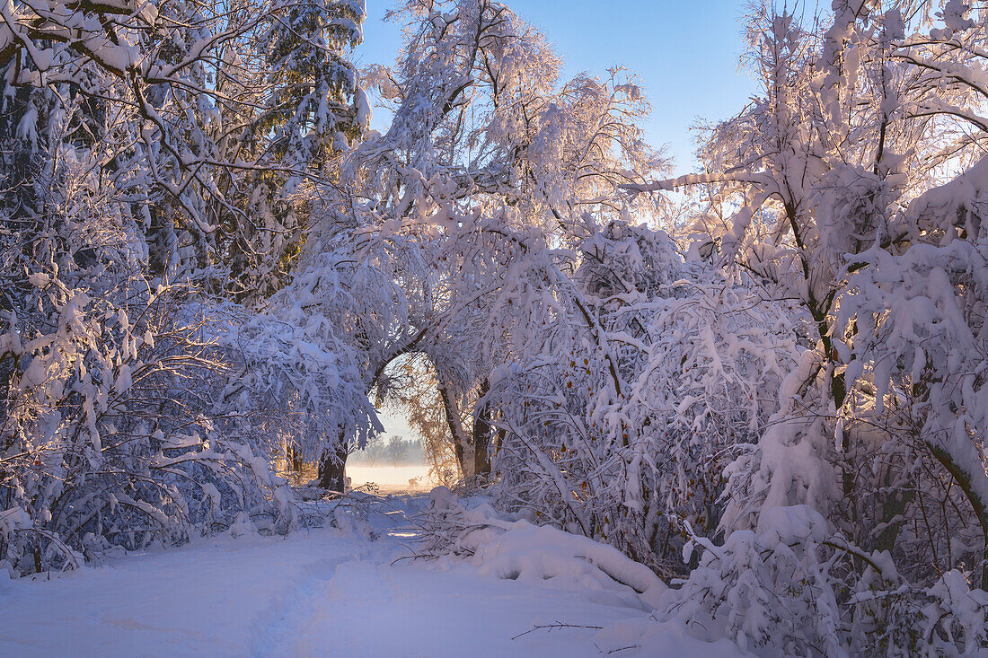   Winter in the Weilheimer Moos, Weilheim, Bavaria, Germany, Europe 