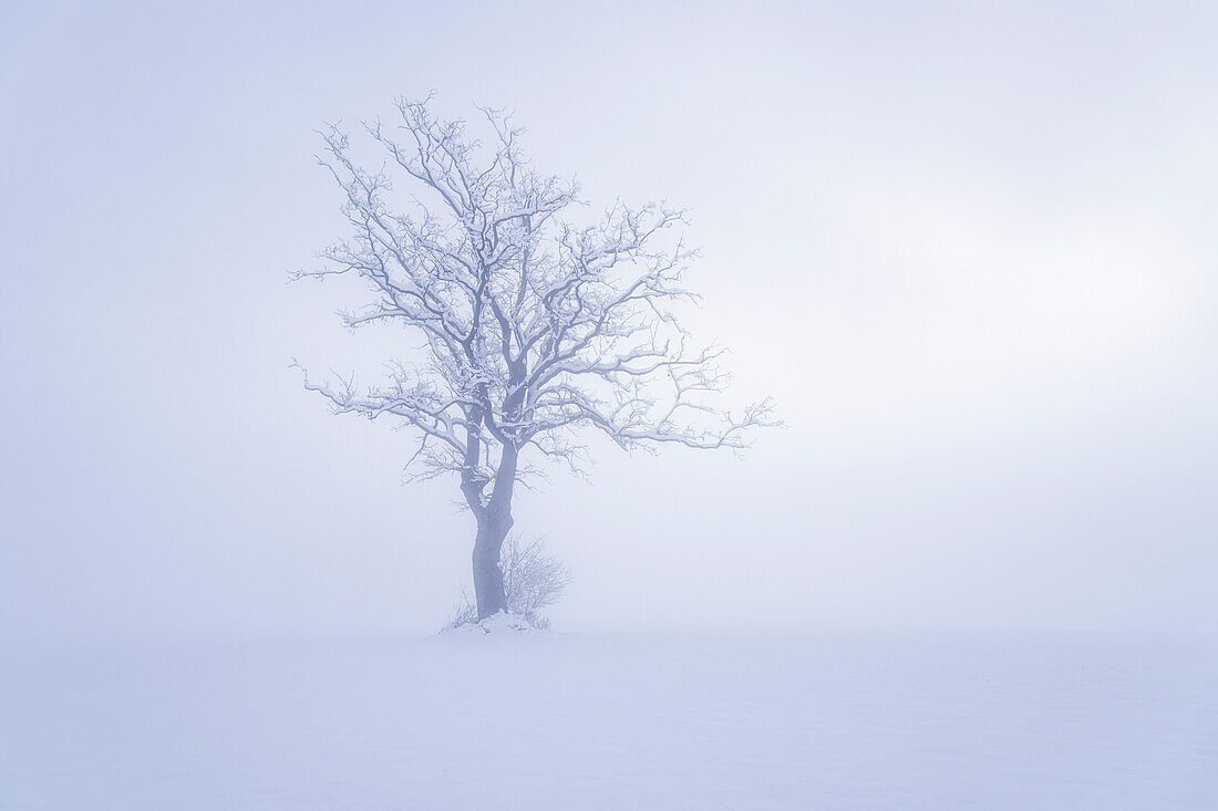 Baum, dichter Nebel, Bayern, Deutschland