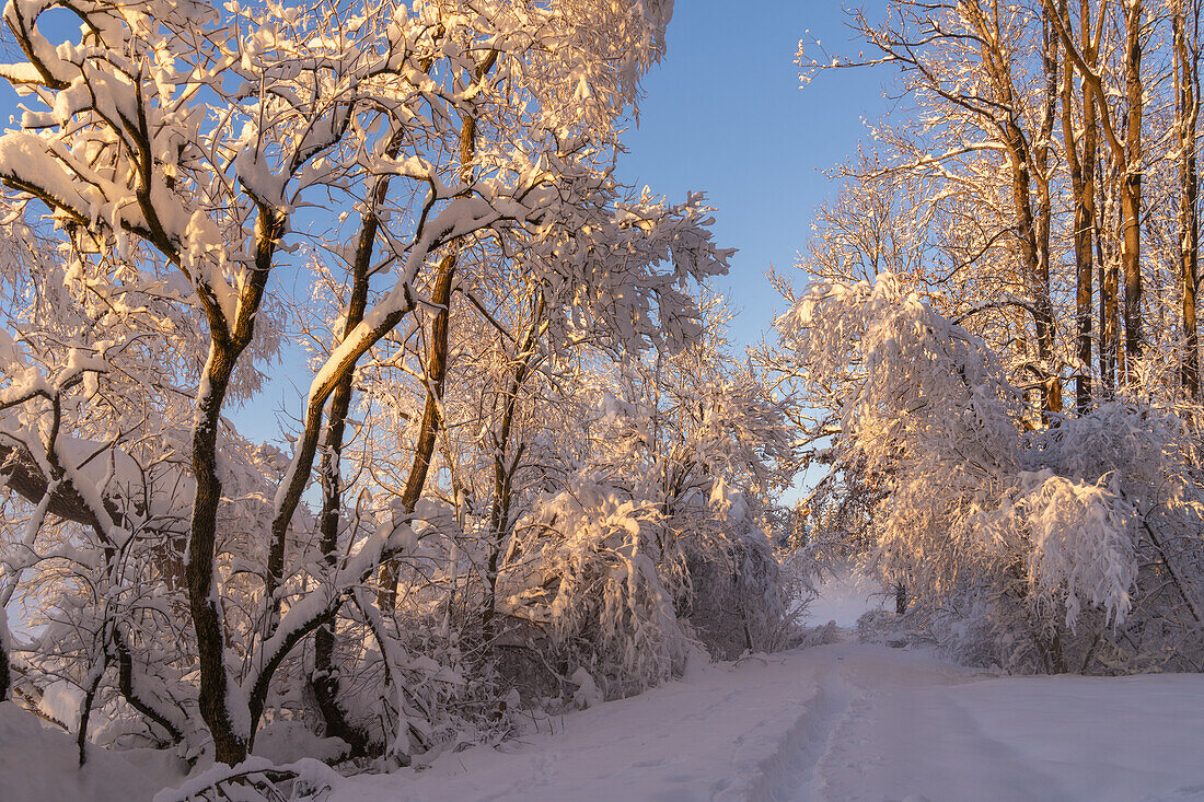  Winter in the Weilheimer Moos, Weilheim, Bavaria, Germany, Europe 