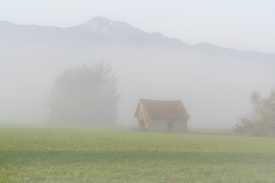 Nebelmorgen im Kochelmoos, Sindesldorf, Großweil, Bayern, Deutschland