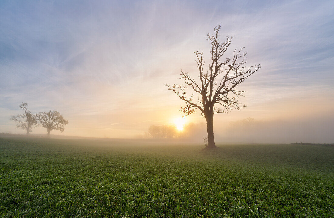 Nebelmorgen bei Obersöchering, Bayern, Deutschland