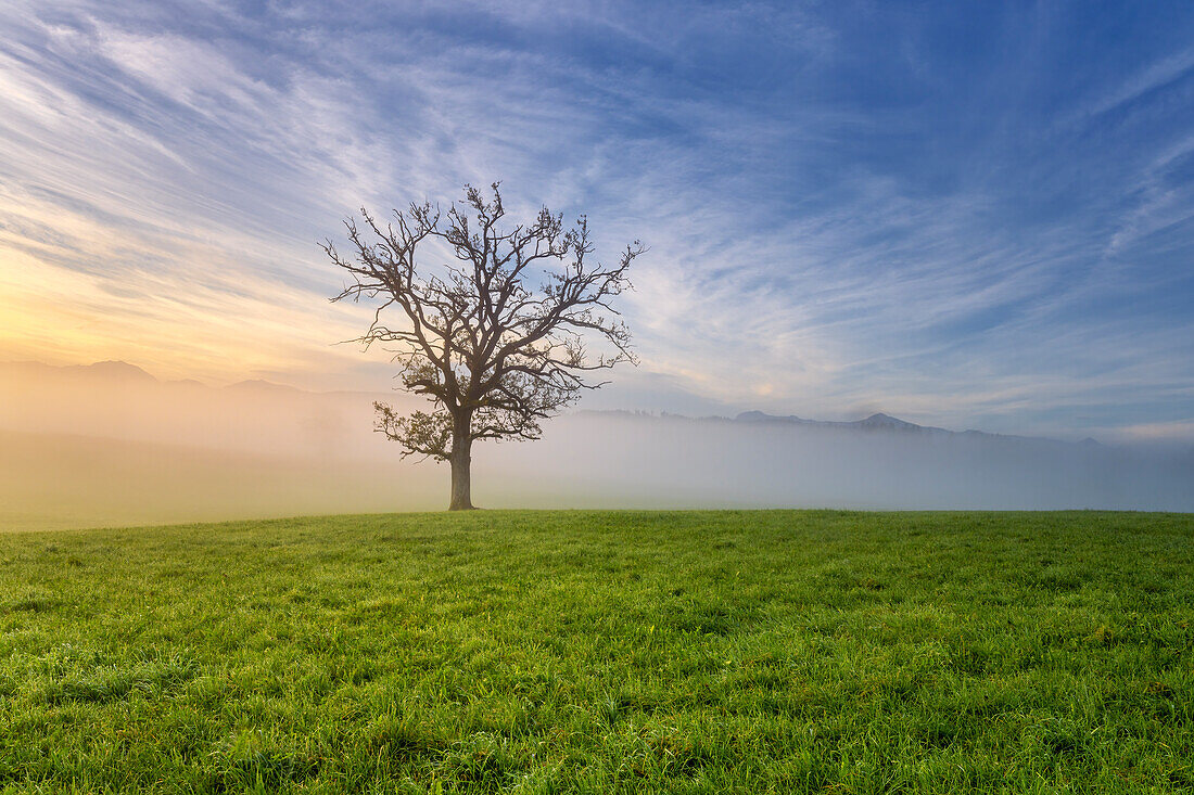  Foggy morning near Sindelsdorf, Bavaria, Germany 