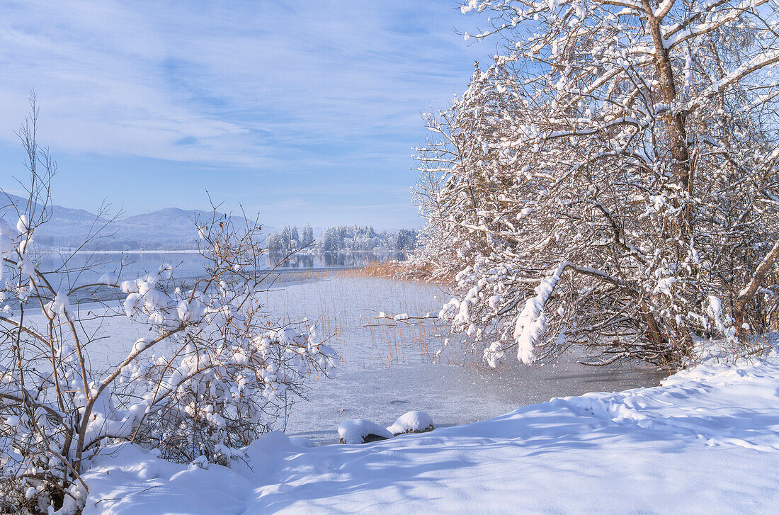  Winter at Staffelsee, Uffing, Upper Bavaria, Bavaria, Germany 
