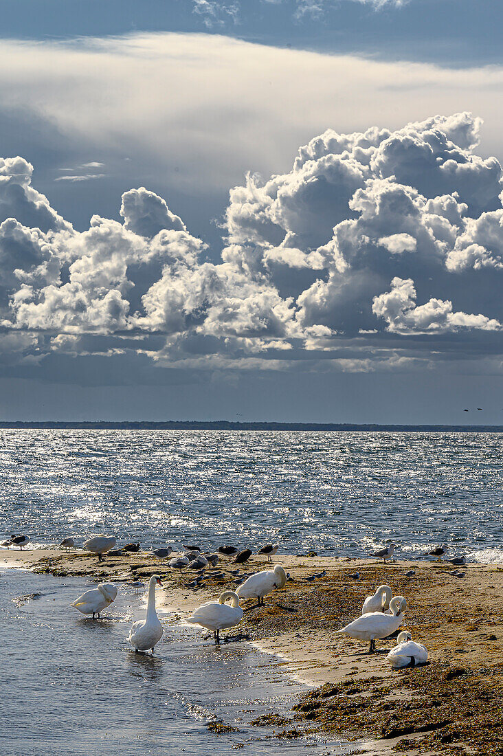  On the island of Oie. Boat trip with the Seeadler to Ruden Island and Greifswalder Oie 