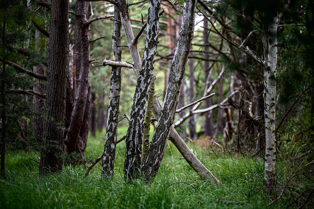 Wald, Ribnitzer Großes Moor, Dierhäger Moor bei Graal-Müritz, Ostseeküste, Mecklenburg Vorpommern, Deutschland