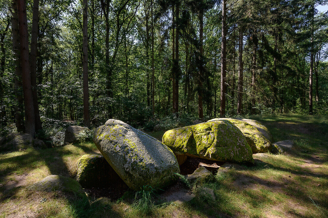  Megalithic grave in the Everstorfer Forest, Klützer Winkel, Baltic Sea coast, Mecklenburg Western Pomerania, Germany 