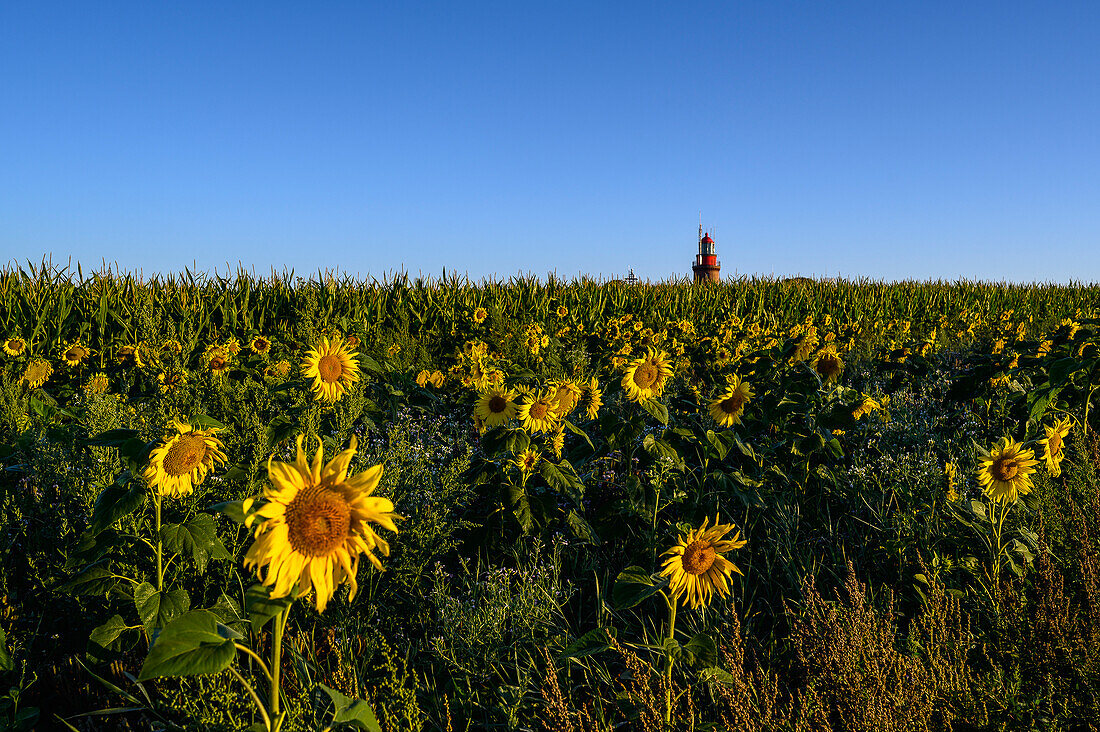 Sonnenblumenfeld vor Leuchtturm Bastorf bei Kühlungsborn, Ostseeküste, Mecklenburg-Vorpommern, Deutschland