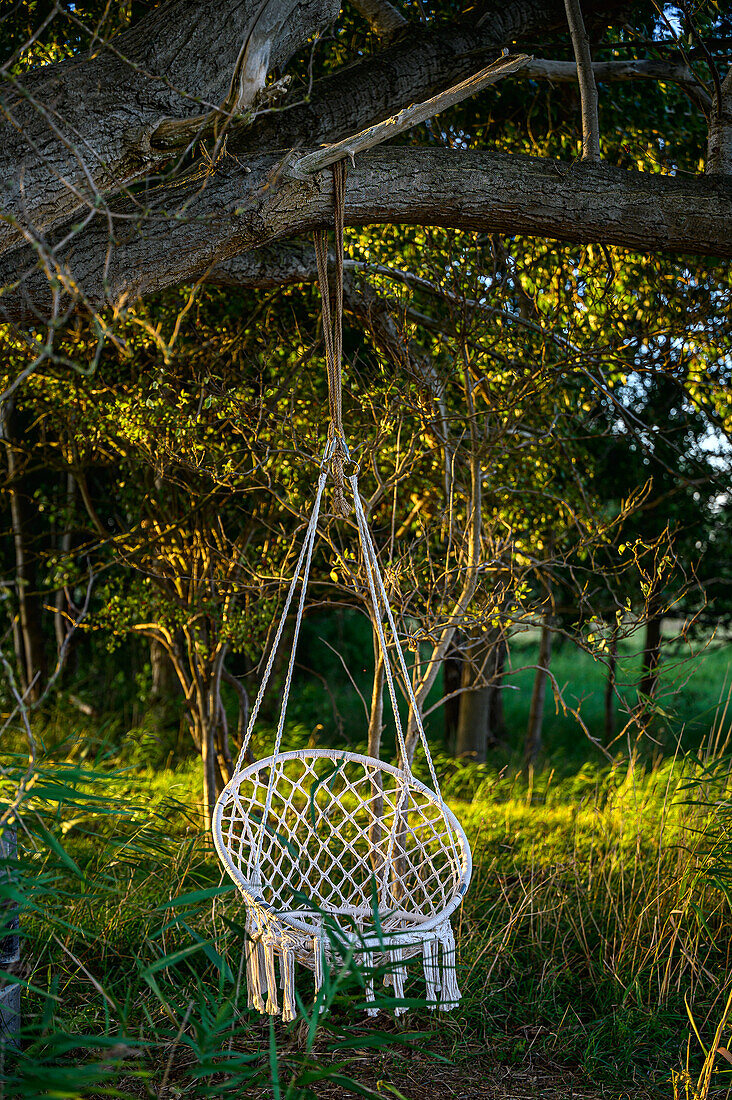  Hanging chair for everyone on the Fischer-Beach on the Achterwasser (Warthe-Ausbau district), Warthe, Lieper Winkel, Usedom, Baltic Sea coast, Mecklenburg Western Pomerania Baltic Sea coast, Mecklenburg Western Pomerania 